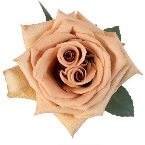Brown Toffee Rose