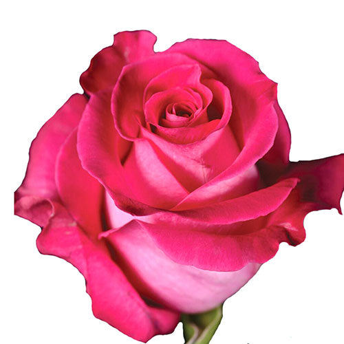 Pink- Topaz Rose - 40 cm