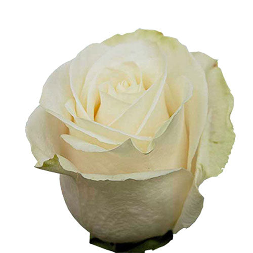 Cream Vendella Rose - 50 cm