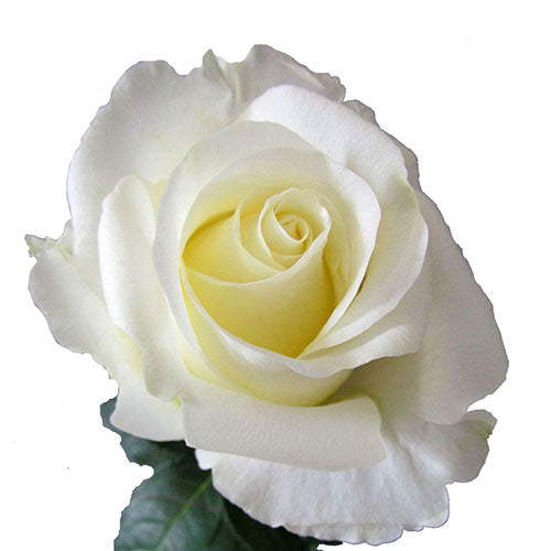 White Chocolate Rose - 60 cm
