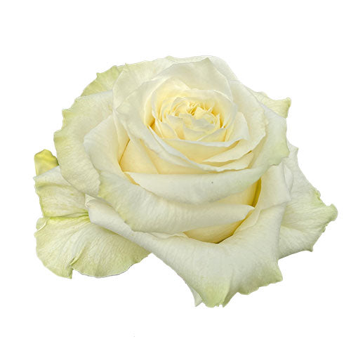 White Shimmer Rose - 50 cm