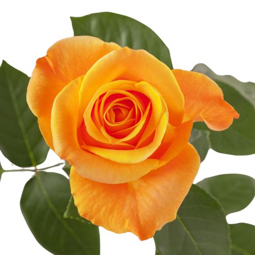 Orange Aloha Rose - 50 cm