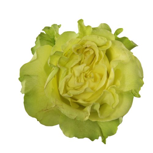 Green Garden Rose - Default Title