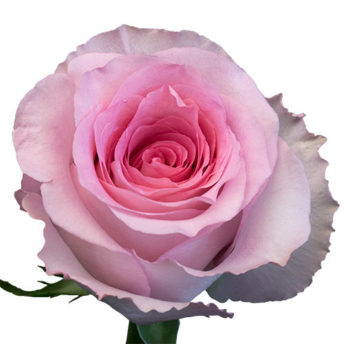 Light Pink Mandala Rose - 50 cm