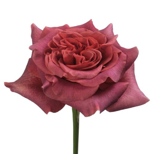 Brown Razzmatazz Rose - Default Title