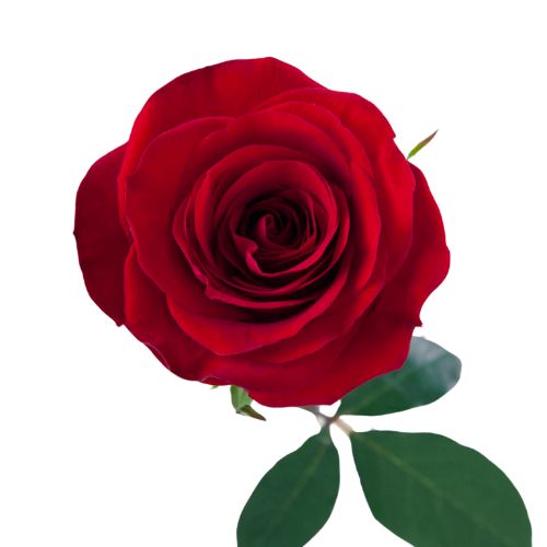 Red Redvolution Rose - 50 cm