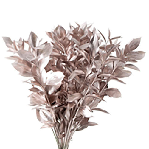 Ruscus - Israeli- Painted