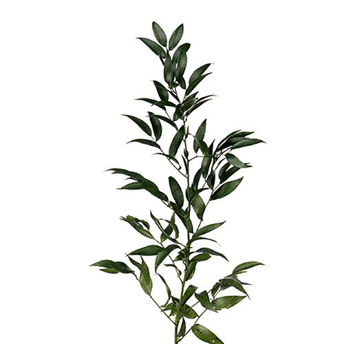Ruscus - Italian 5 stems