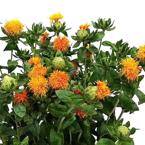 Safflower - Default Title