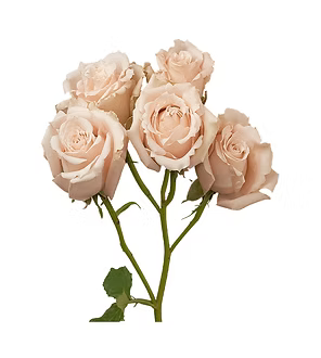 Spray Rose