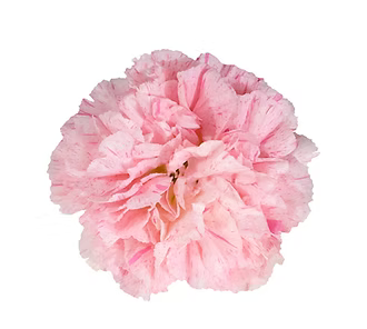 Carnation