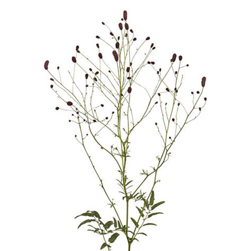 Sanguisorba- Burgundy - Default Title