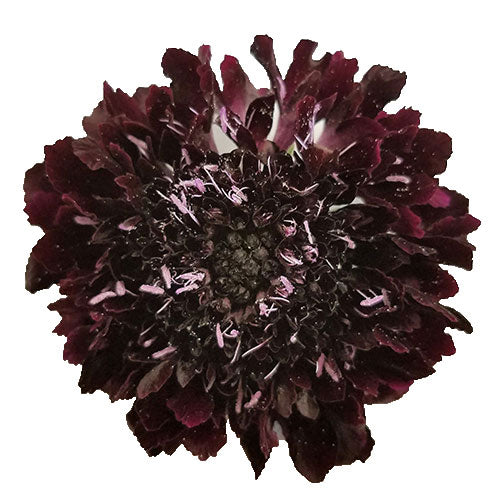 Scabiosa - Burgundy (Blackberry)