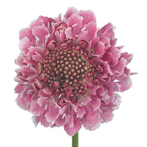 Scabiosa - Light Pink (Candy)