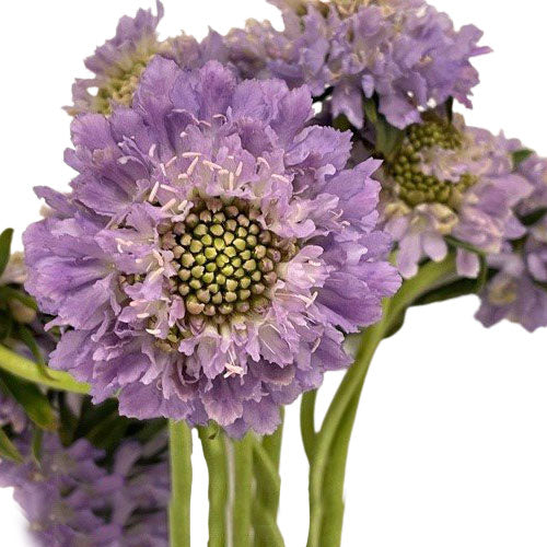 Scabiosa - Lavender