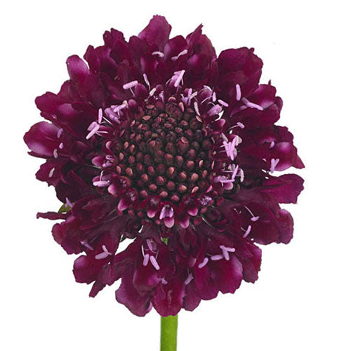 Scabiosa - Raspberry