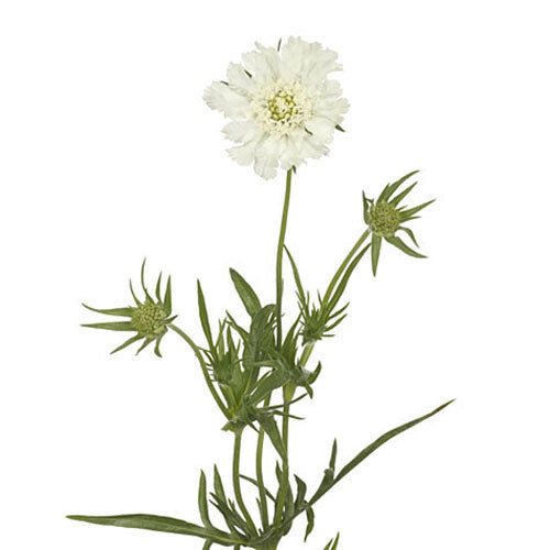 Scabiosa - White