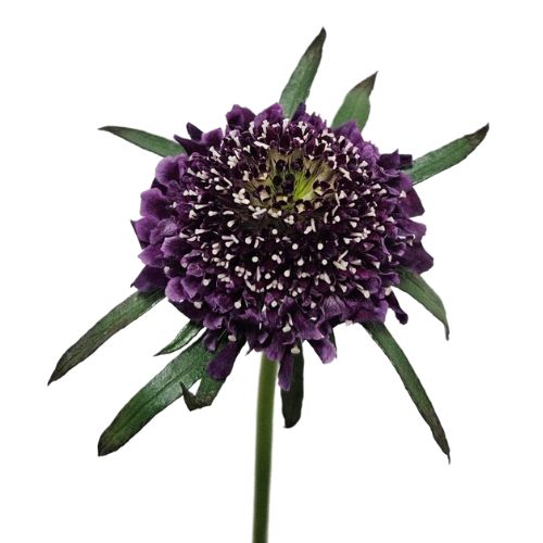 Scabiosa
