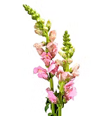 Snapdragon