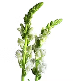Snapdragon