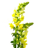 Snapdragon