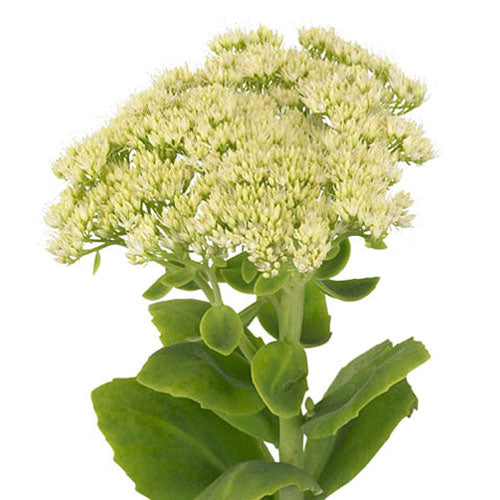 Sedum - Green