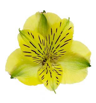 Alstroemeria- Fancy