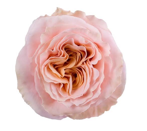 Rose - Shimmer Peach