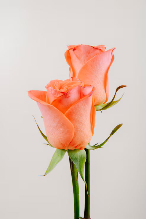 Salmon Rose