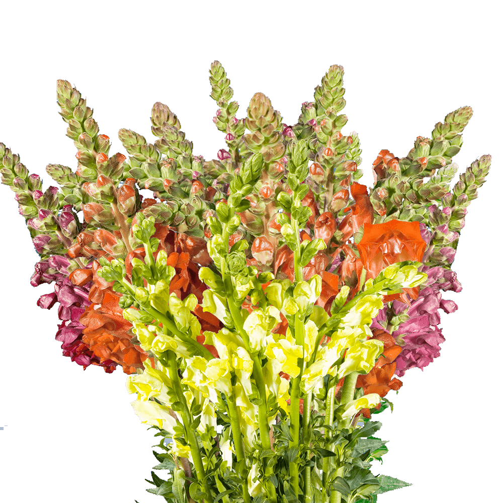 Snapdragon