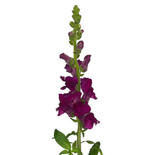Snapdragon - Purple