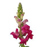 Snapdragon