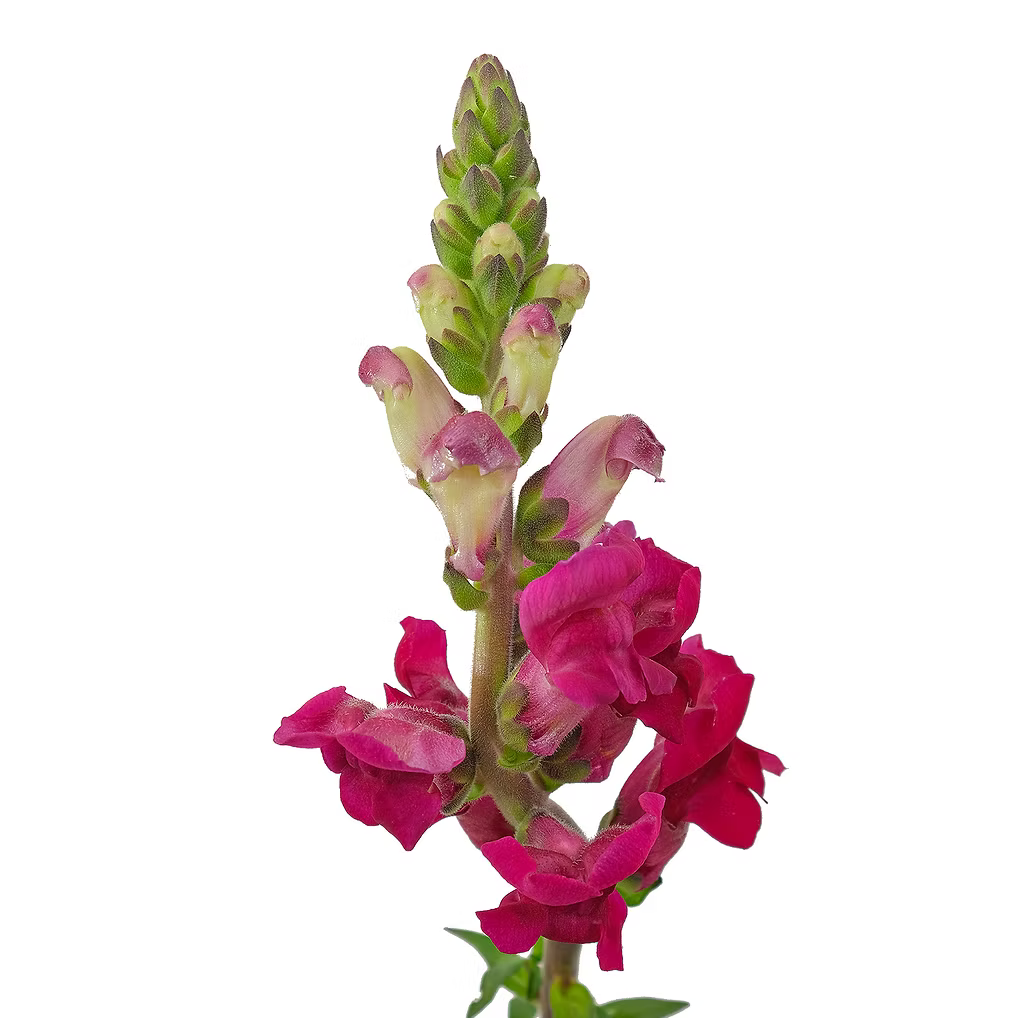 Snapdragon