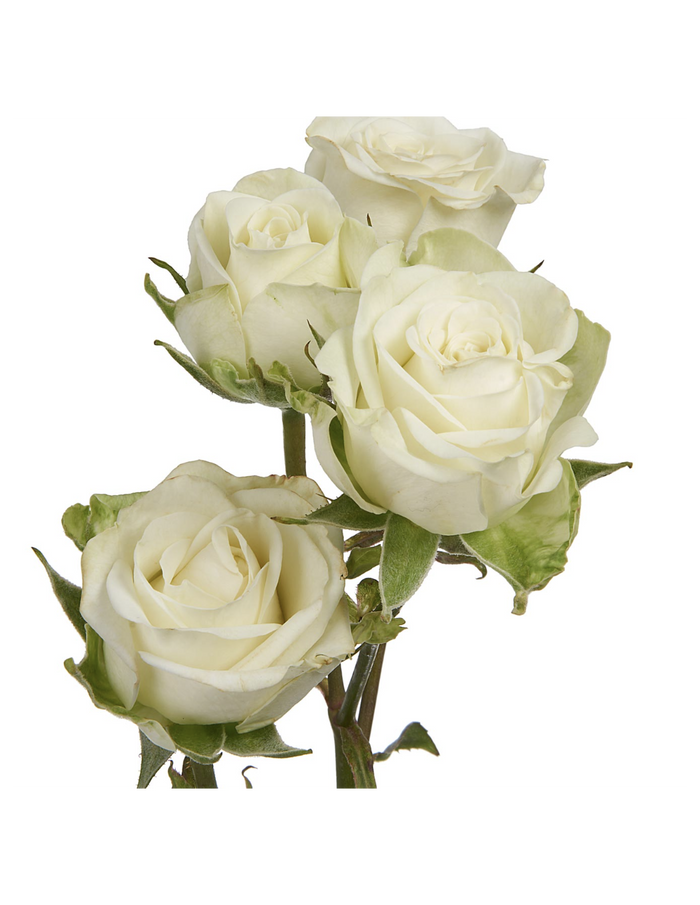 Spray Rose - Snowflake