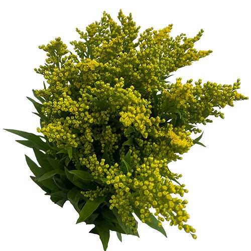 Solidago - Carnival