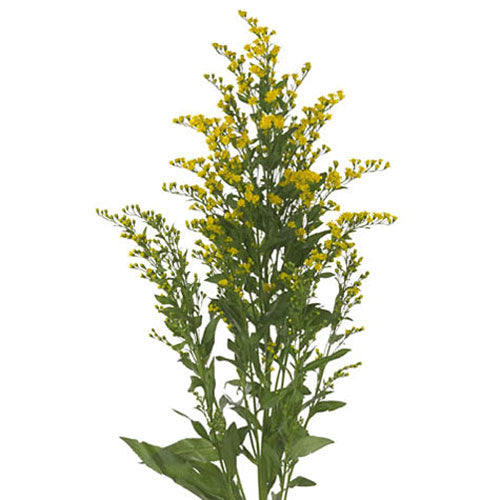 Solidago - Yellow - Golden Glory