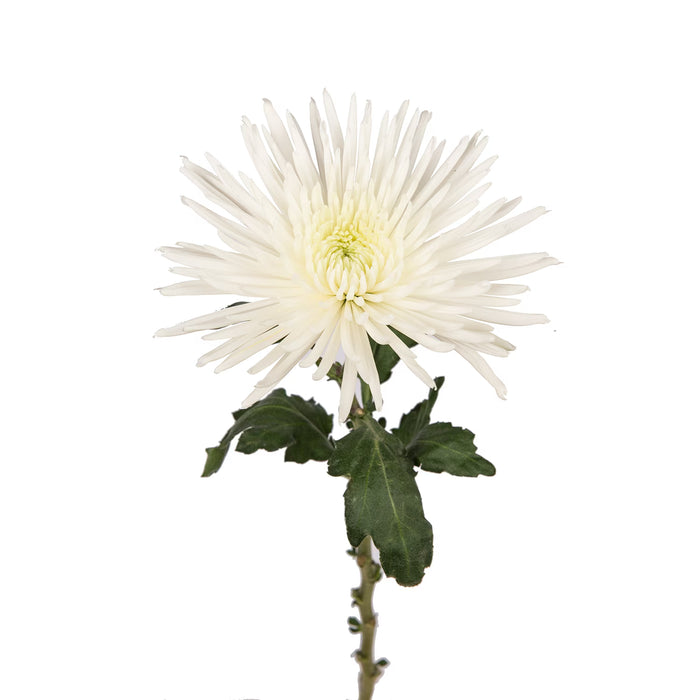 Spider Mum