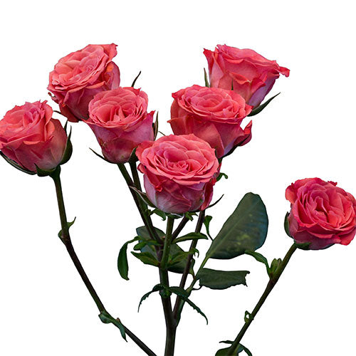 Spray Rose - Dark Pink