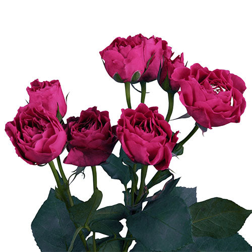 Majolika Spray Rose - 40 cm