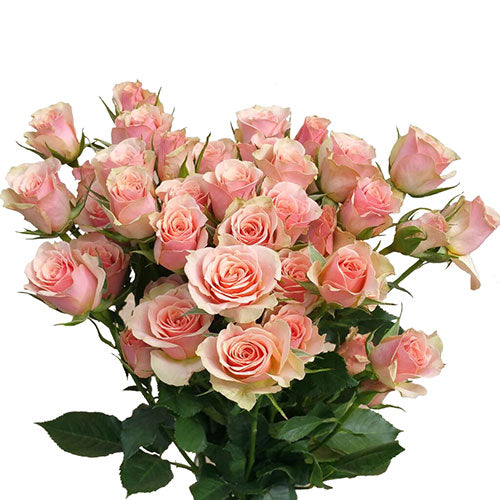 Ilse Spray Rose - Default Title