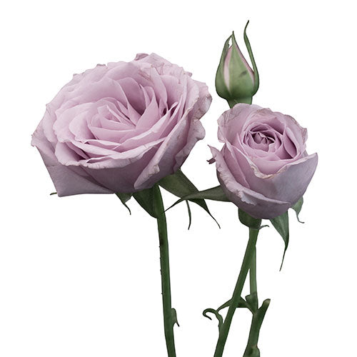 Lavender Spray Rose - Default Title