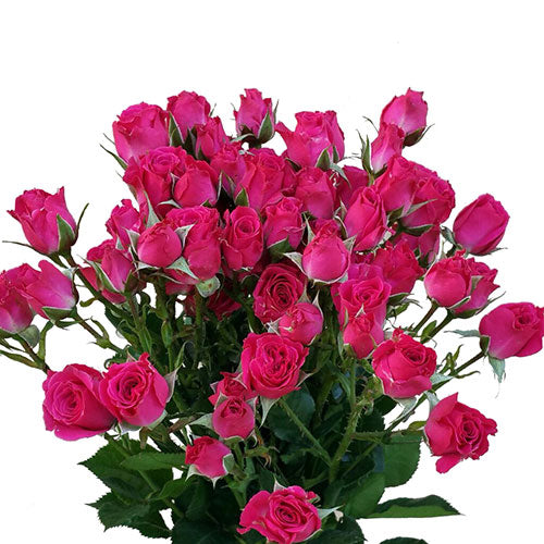 Hot Pink Lovely Lydia Spray Rose - Default Title