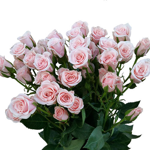 Spray Roses