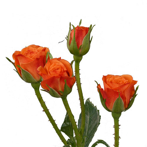 Mambo Legend Spray Rose - 50 cm