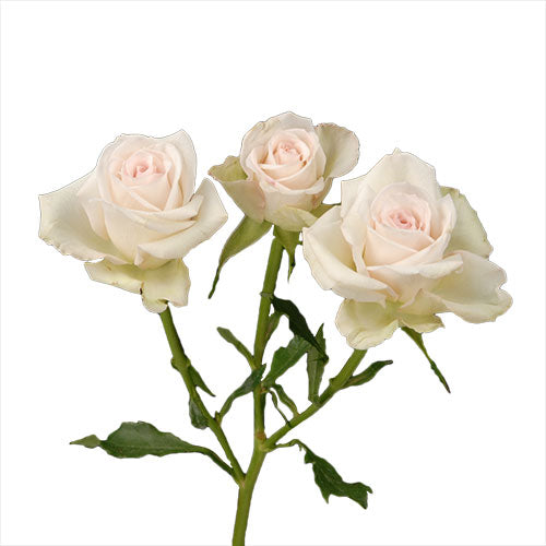 Pink Porcelina Spray Rose - Default Title