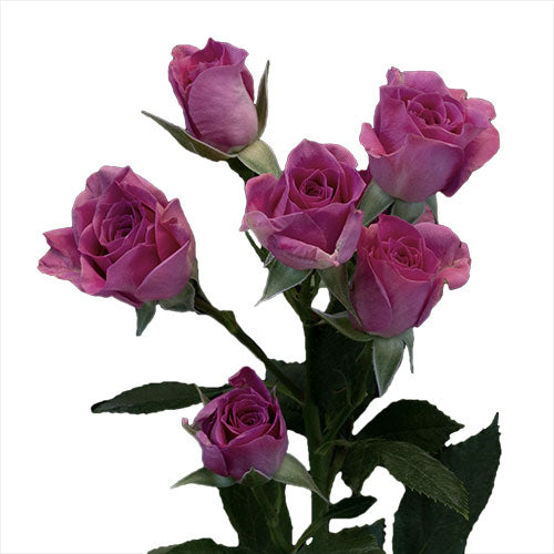Lavender Purple Sky Spray Rose - Default Title
