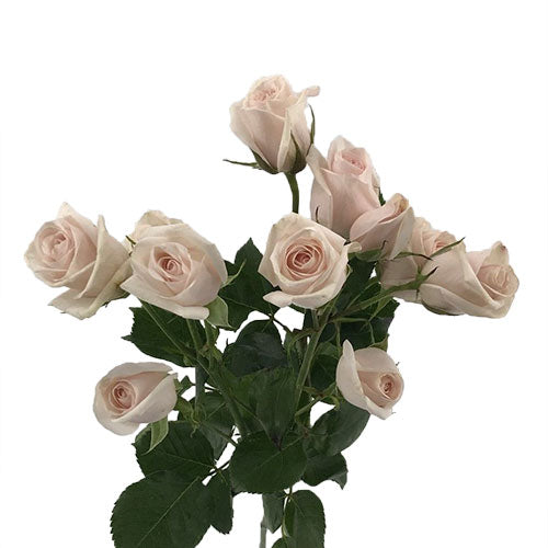 Royal Poreclina Spray Rose - Default Title