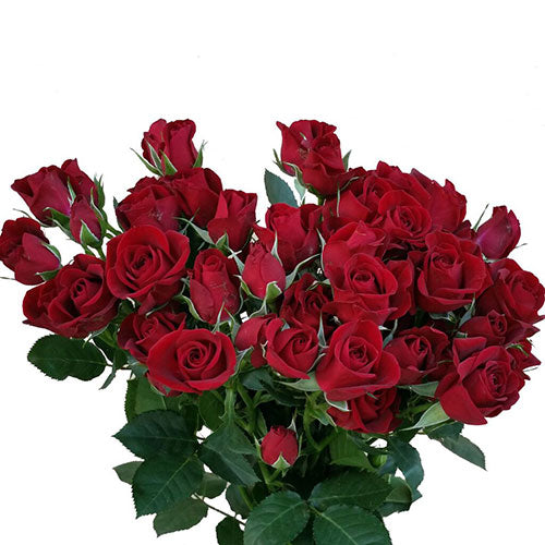 Red Rubicon Spray Rose - Default Title