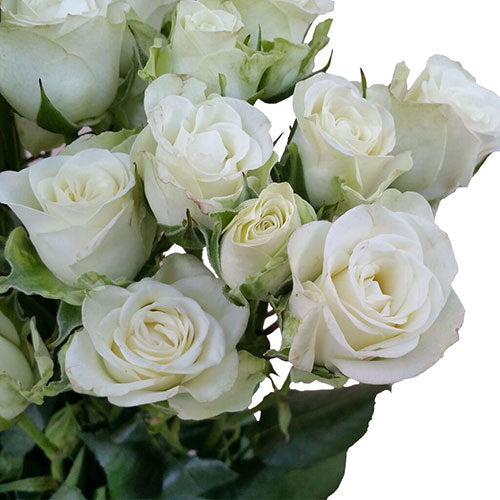 Snowflake Spray Rose - Default Title