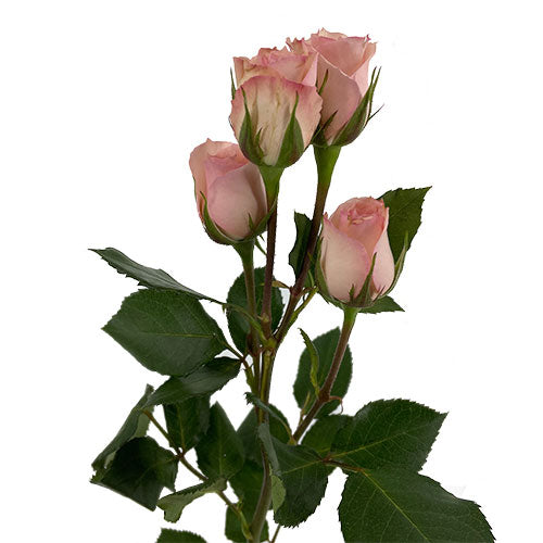 Star Blush Spray Rose - Default Title